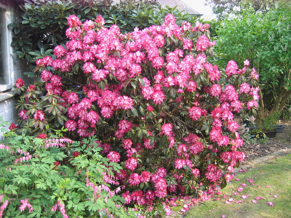 Rode Rhododendron