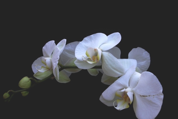 DSC06214 orchid