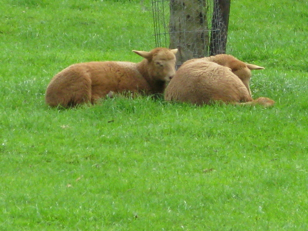 jonge schaapjes in de lente