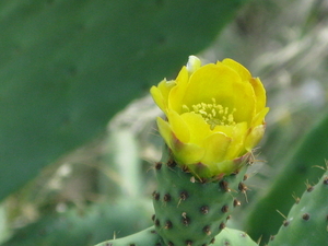 om de 8 jaar bloeiende cactus