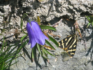 alpenbloempje en vlinder op Grosglocner