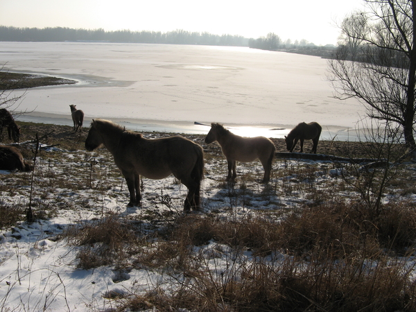 Konik Paarden in de buurt van de Theetuin