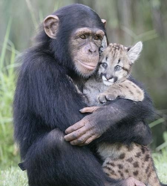 chimp met luipaardje