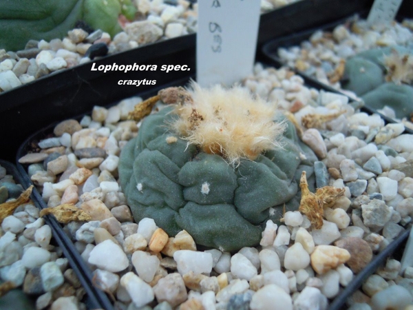 lophophora spec.
