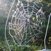 Spinneweb met dauwdruppeltjes