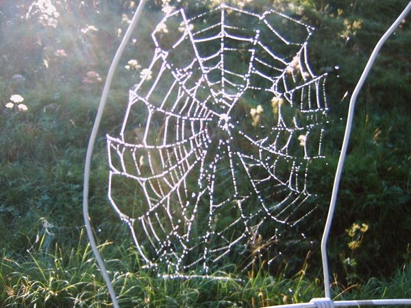Spinneweb met dauwdruppeltjes