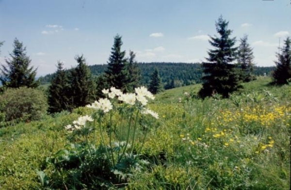 krkonossky-park