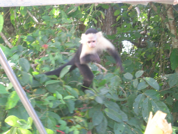 Visiting the monkeys on islands in the lake (part of the canal)