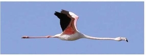 Flamingo in vlucht