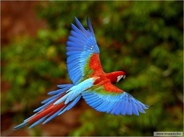 Vliegende papegaai blauw