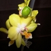 Phalaenopsis Golden Hat