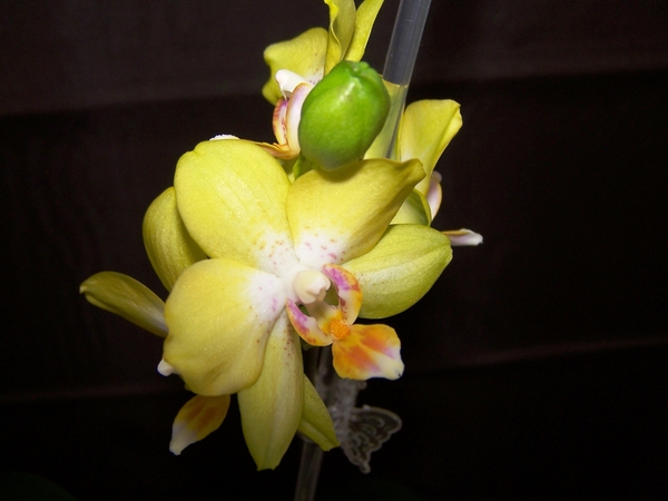 Phalaenopsis Golden Hat