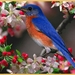 blauwe vink