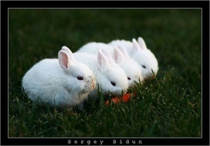 drie konijntjes wit