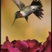 Grijze colibri