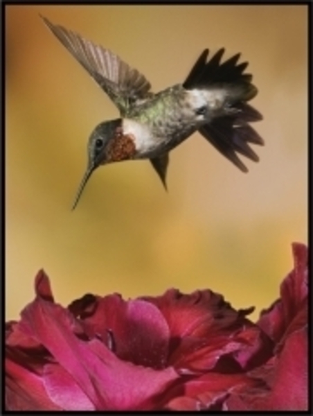 Grijze colibri