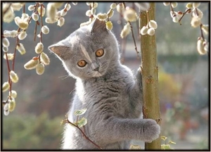 Kat aan boom
