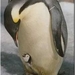 Pinguin met jong