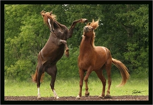 stoeende paarden