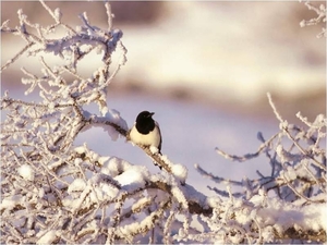 Vogel op sneeuwtak