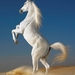 Wit paard 2