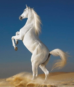 Wit paard 2