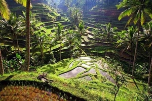 rijstveld ,Indonesie