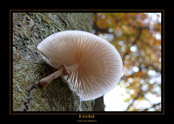 herfst paddenstoel