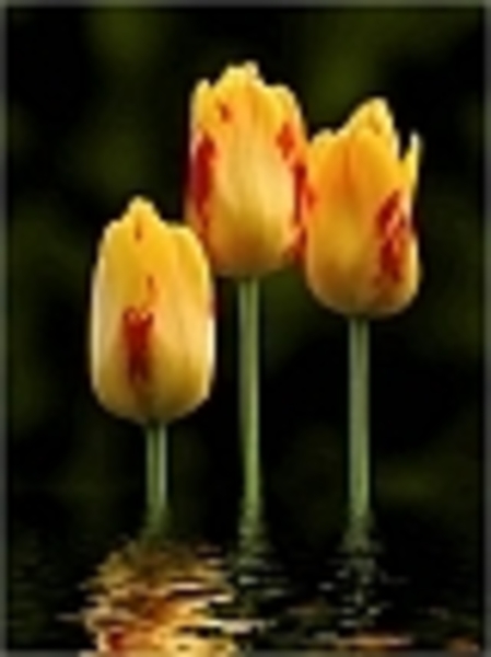 Drie gele tulpen