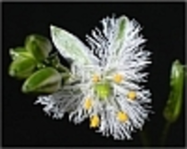 Wit frivool bloem