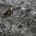 BUIZERD