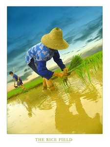 rijst planten