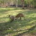 Kangaroos onderweg