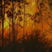 Bush fire Kangaroo Island 2008
