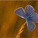 blauwe vlinder op tak
