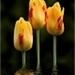 Drie gele tulpen