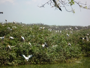Parc d'oiseaux Vedantangal
