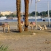 b6 kamelen
