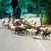 a4 schapen op de weg