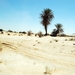 V woestijn007