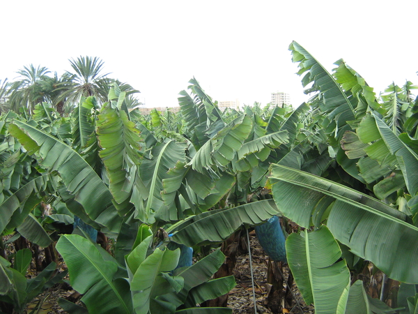 Bananen plantage