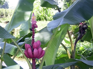 Costa Rica -bloemen1 (1)
