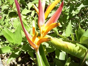 Costa Rica -bloemen1 (10)