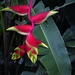 Costa Rica -bloemen1 (12)