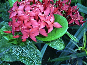 Costa Rica -bloemen1 (14)