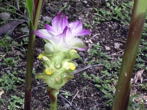Costa Rica -bloemen1 (2)