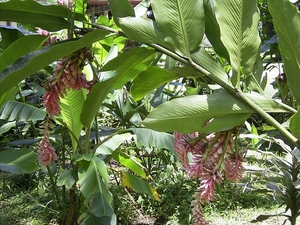 Costa Rica -bloemen1 (4)