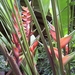 Costa Rica -bloemen1 (6)