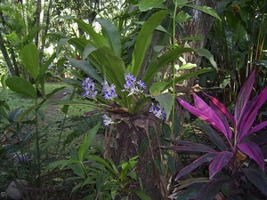 Costa Rica -bloemen1 (8)