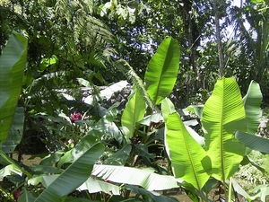 Costa Rica -bloemen1